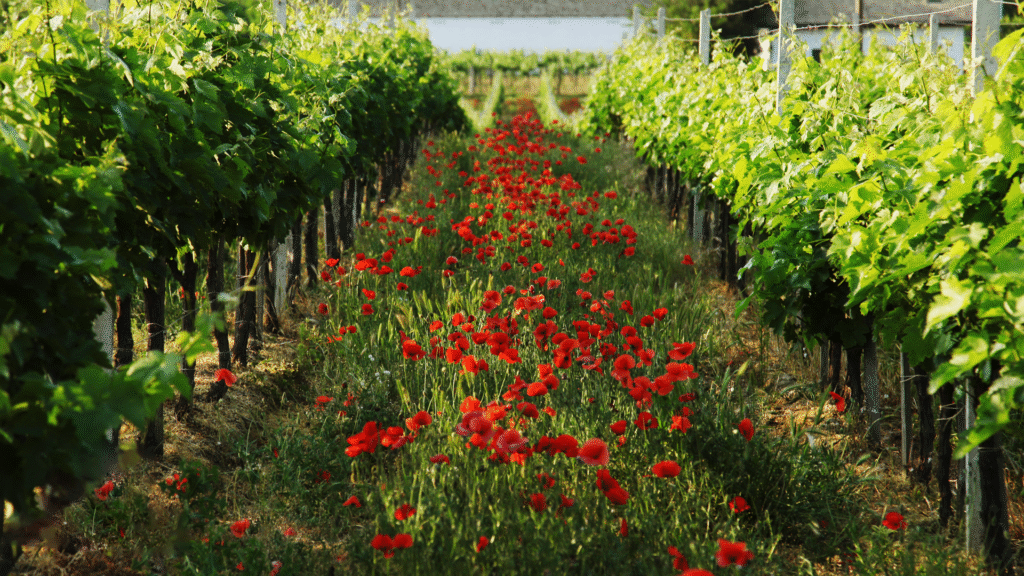 Kroatische wijn uit de wijngaarden van Iuris in de donauregio
