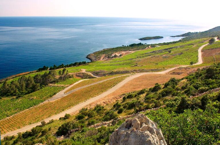 De wijngaarden van Skaramuca op schiereiland Peljesac in Kroatië